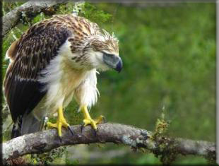philippine eagle