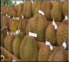 durian