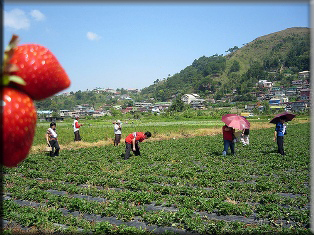 strawberry